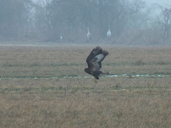 Mäusebussard  - Ewa Nalepa