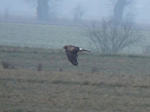 Kornweihe  - Ewa Nalepa