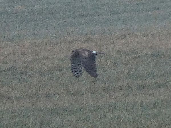 Kornweihe  - Ewa Nalepa