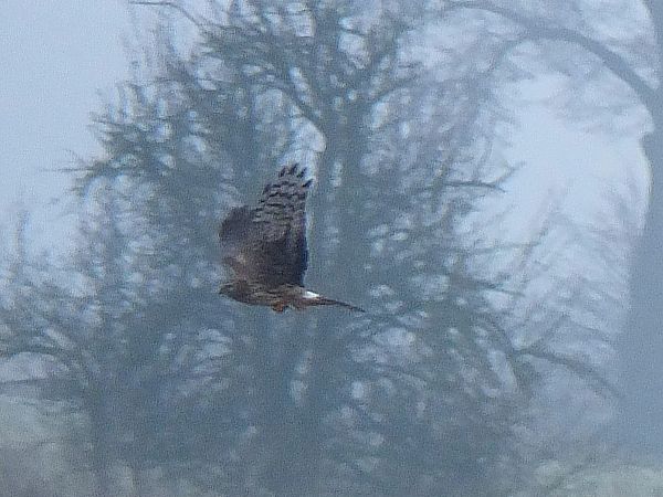 Kornweihe  - Ewa Nalepa