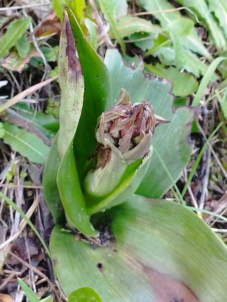 Himantoglossum robertianum  - Gérard Joseph