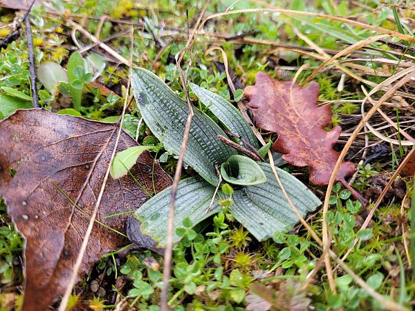Ophrys exaltata subsp. marzuola  - Jean Andrieux Argirakis