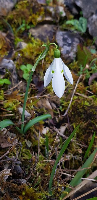 Galanthus nivalis  - Giuseppe Di Lieto