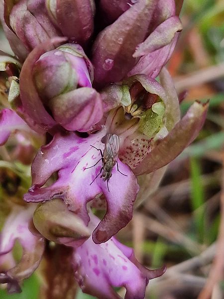 Himantoglossum robertianum  - Diane Raibaut