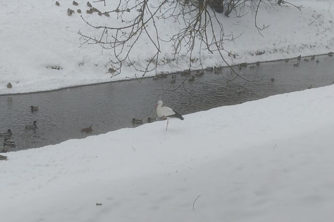 bocian biały  - Mariusz Zub