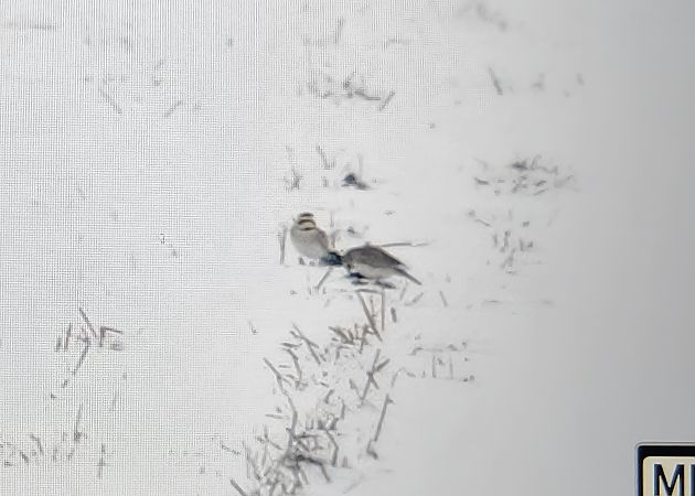 górniczek  - Ryszard Dworak