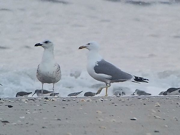 Gabbiano pontico  - Massimo Tassinari