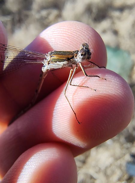 Sympecma fusca  - Nicola Larroux