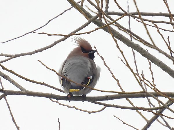 Seidenschwanz  - Kacper Mikulski