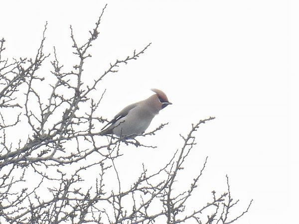 jemiołuszka  - Kacper Mikulski