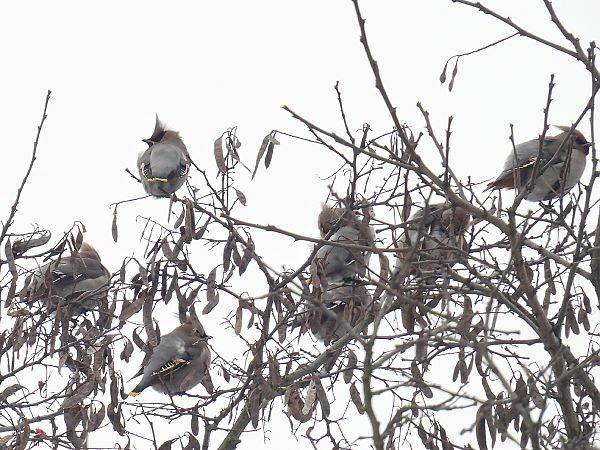 jemiołuszka  - Kacper Mikulski