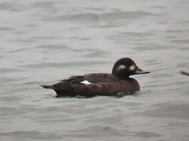 Macreuse brune  - Lukas Scheidl