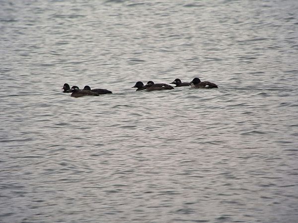 Macreuse brune  - Lukas Scheidl