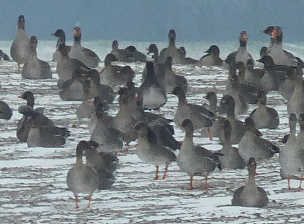 gęś Anser sp. x bernikla Branta sp.  - Ewa Nalepa