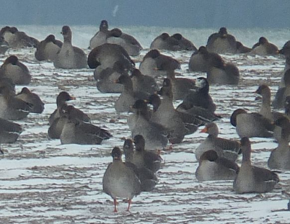 Gänsehybrid  - Ewa Nalepa