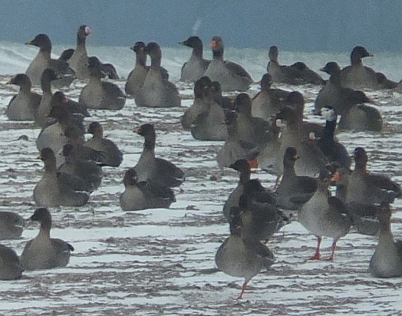 gęś Anser sp. x bernikla Branta sp.  - Ewa Nalepa