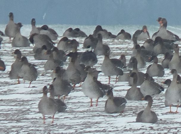 gęś Anser sp. x bernikla Branta sp.  - Ewa Nalepa