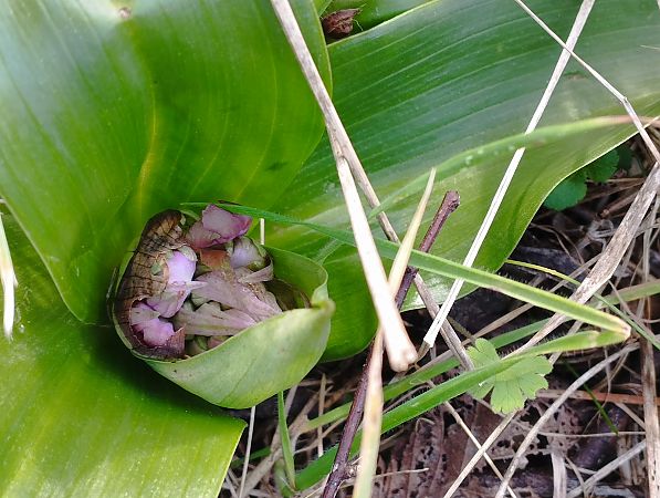 Himantoglossum robertianum  - Gérard Joseph