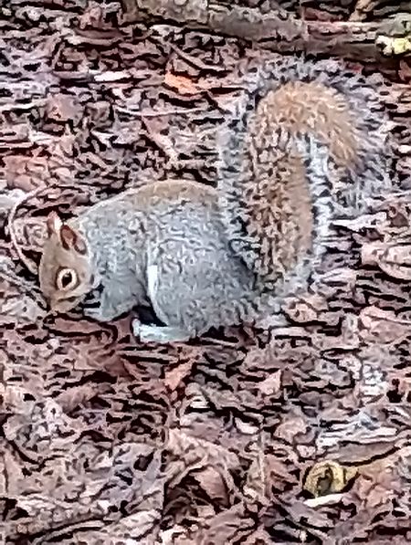 Scoiattolo grigio  - Gabriele Papale