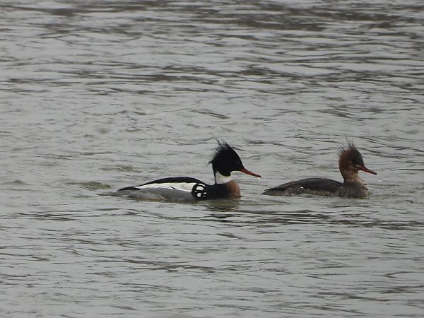 szlachar  - Krystyna Kowalska