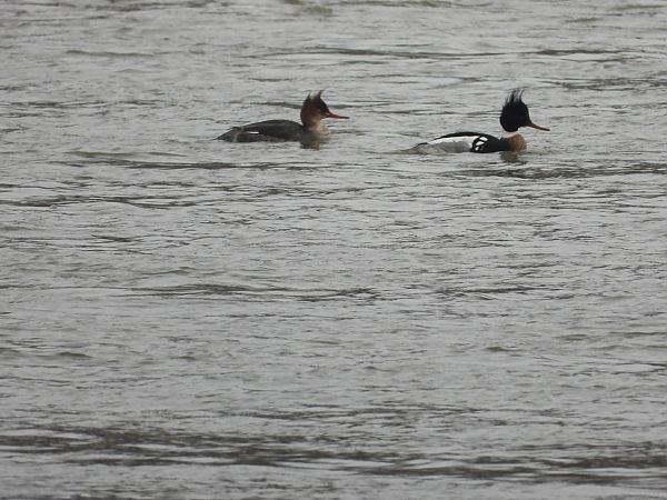 szlachar  - Krystyna Kowalska