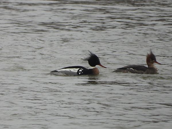 Mittelsäger  - Krystyna Kowalska