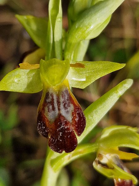 Ophrys forestieri  - Diane Raibaut