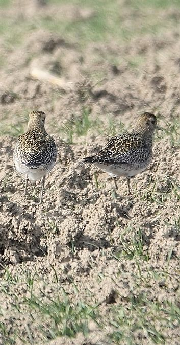 Pluvier doré  - Christine Ludwig