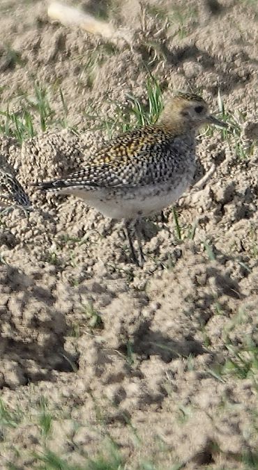 Pluvier doré  - Christine Ludwig