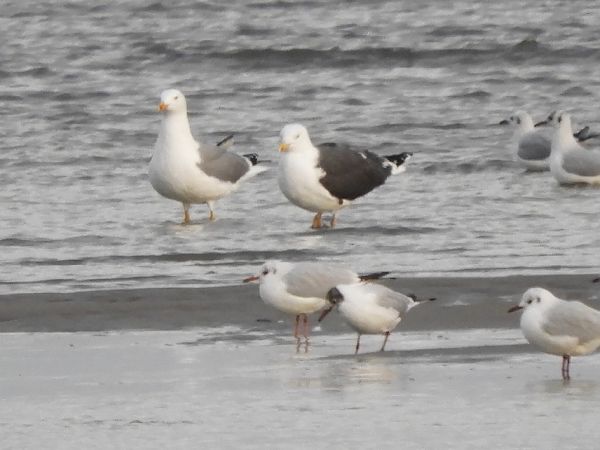 Zafferano  - Massimo Tassinari