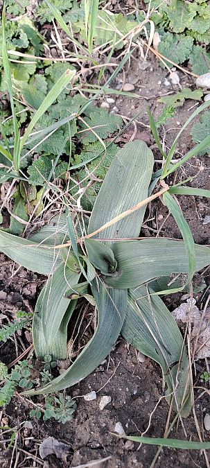 Ophrys exaltata subsp. marzuola  - Marc et M-Joëlle Silvestre