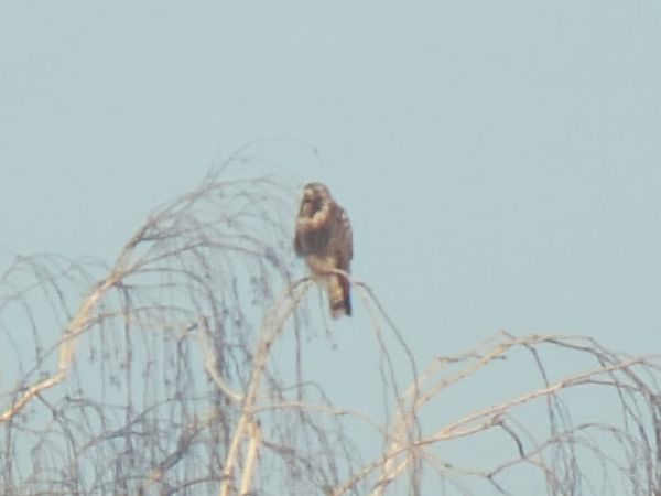 myszołów włochaty  - Ewa Nalepa