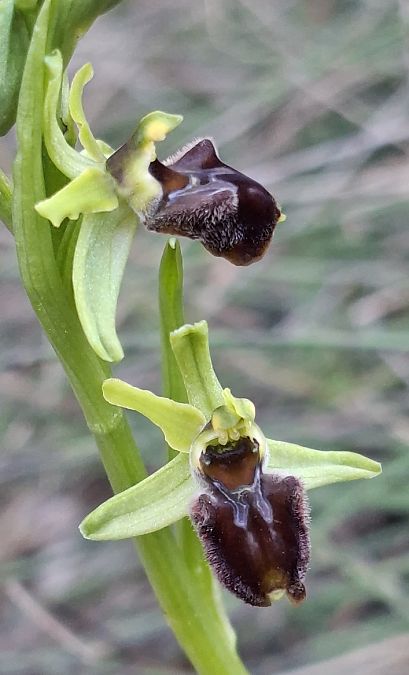 Ophrys massiliensis 