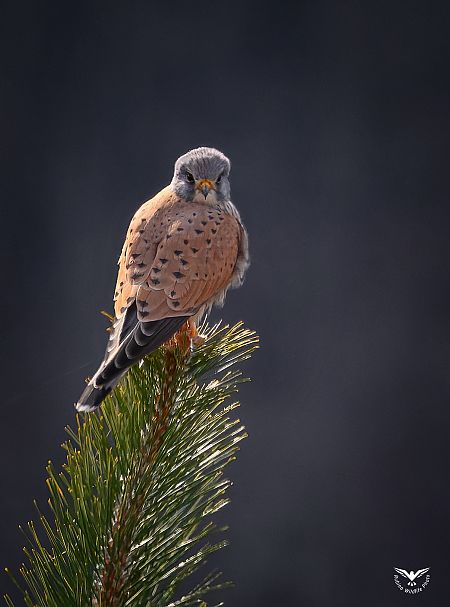 Gheppio  - Rubino Pa No