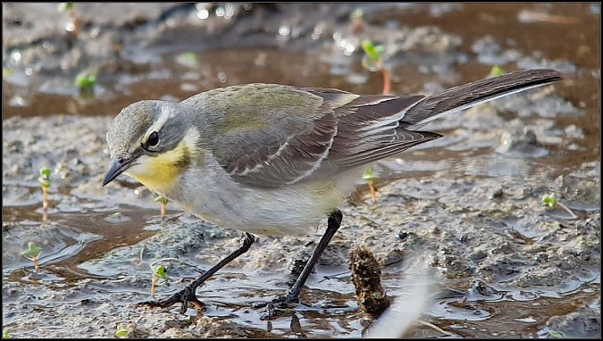 Cutrettola del Pacifico  - Giuseppe Di Lieto
