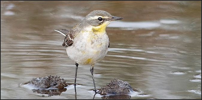 Cutrettola del Pacifico  - Giuseppe Di Lieto