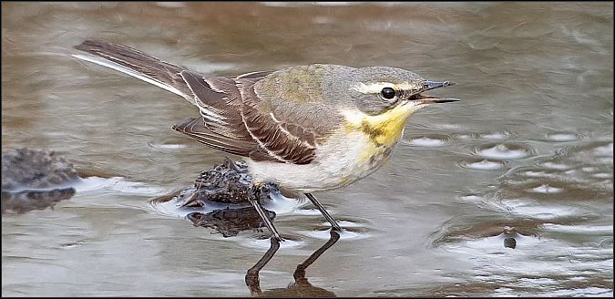 Cutrettola del Pacifico  - Giuseppe Di Lieto