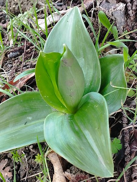 Himantoglossum robertianum  - Gérard Joseph