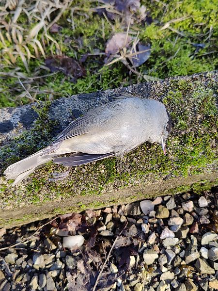 Capinera  - Roberto Annoni