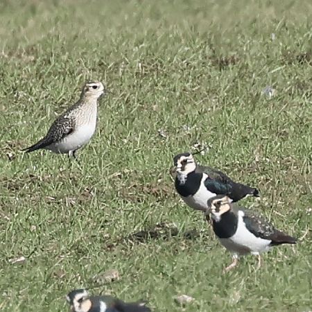 Pluvier doré  - Mario Baldauf