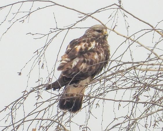 myszołów włochaty  - Krystyna Kowalska