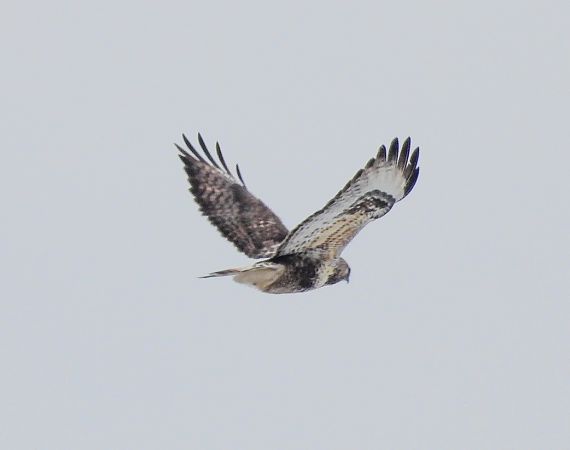 myszołów włochaty  - Krystyna Kowalska