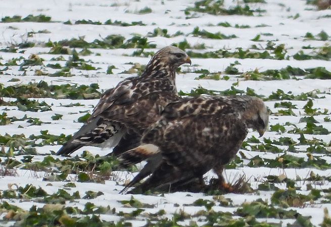 myszołów włochaty  - Krystyna Kowalska