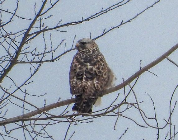 myszołów włochaty  - Krystyna Kowalska