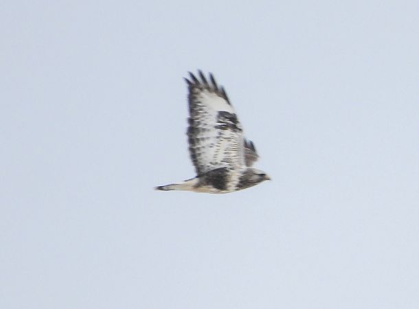 myszołów włochaty  - Krystyna Kowalska