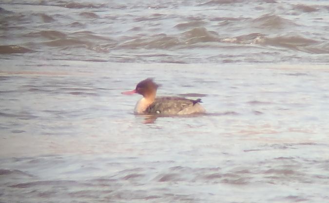 szlachar  - Michał Kowalczuk