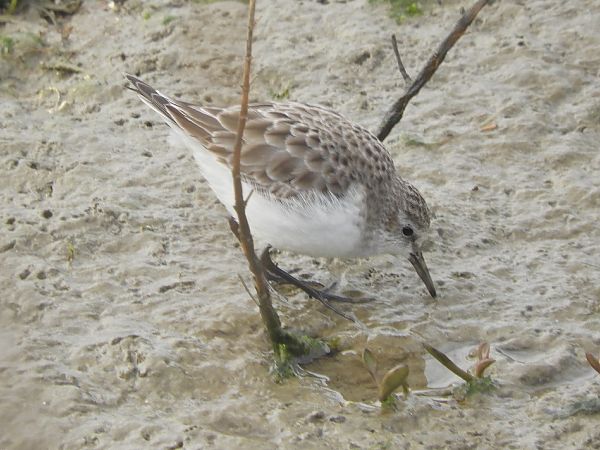 Gambecchio comune  - Massimo Tassinari