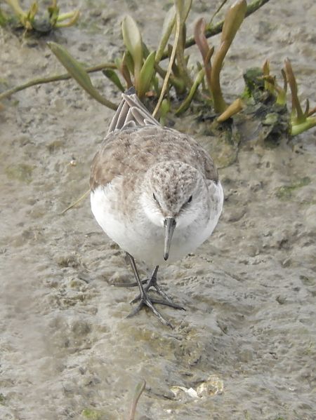 Gambecchio comune  - Massimo Tassinari
