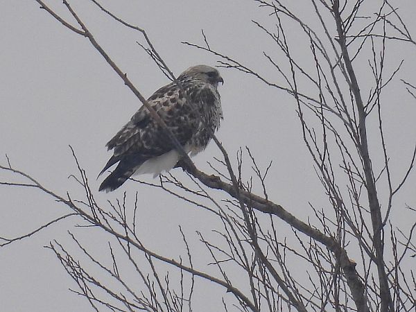 myszołów włochaty  - Kacper Mikulski