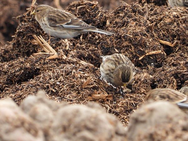 rzepołuch  - Krystyna Kowalska